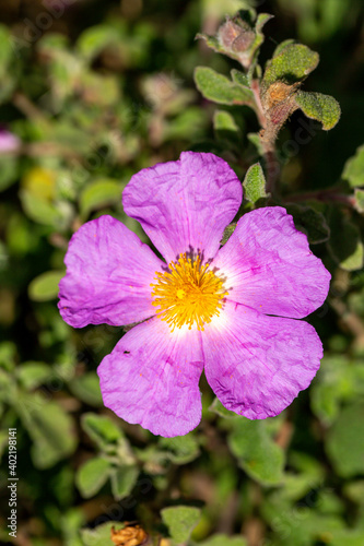 A close-up photo of purple Cretan Rock Roses which Latin name is Cistus creticus Linnaeus. Its original habitat is the Mediterranean region and Europe. 