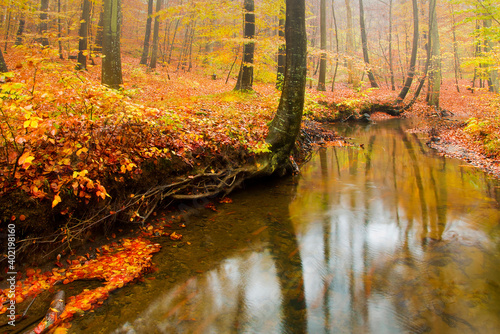 Autumn colours in the forests of Jutland, Denmark