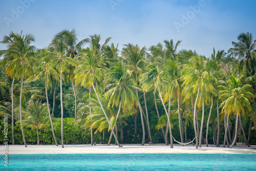 Coconut palm trees on the beach at Lankanfinolhu island, Maldives © Nick Brundle