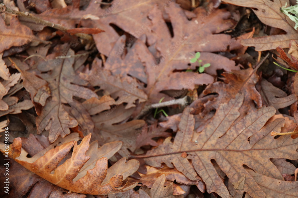 leaves on the ground