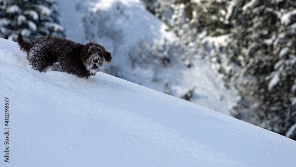 wandering with the dog in the deep powder snow on the mountains wandering with the dog in the deep powder snow on the mountains