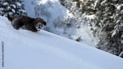wandering with the dog in the deep powder snow on the mountains  © Chamois huntress