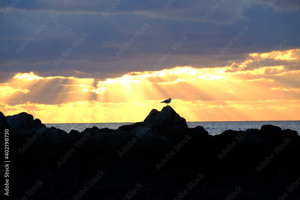 An isolated bird during a sunset at le Croisic, a city in the west of France. december 2020. 