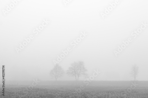 Two trees in fog
