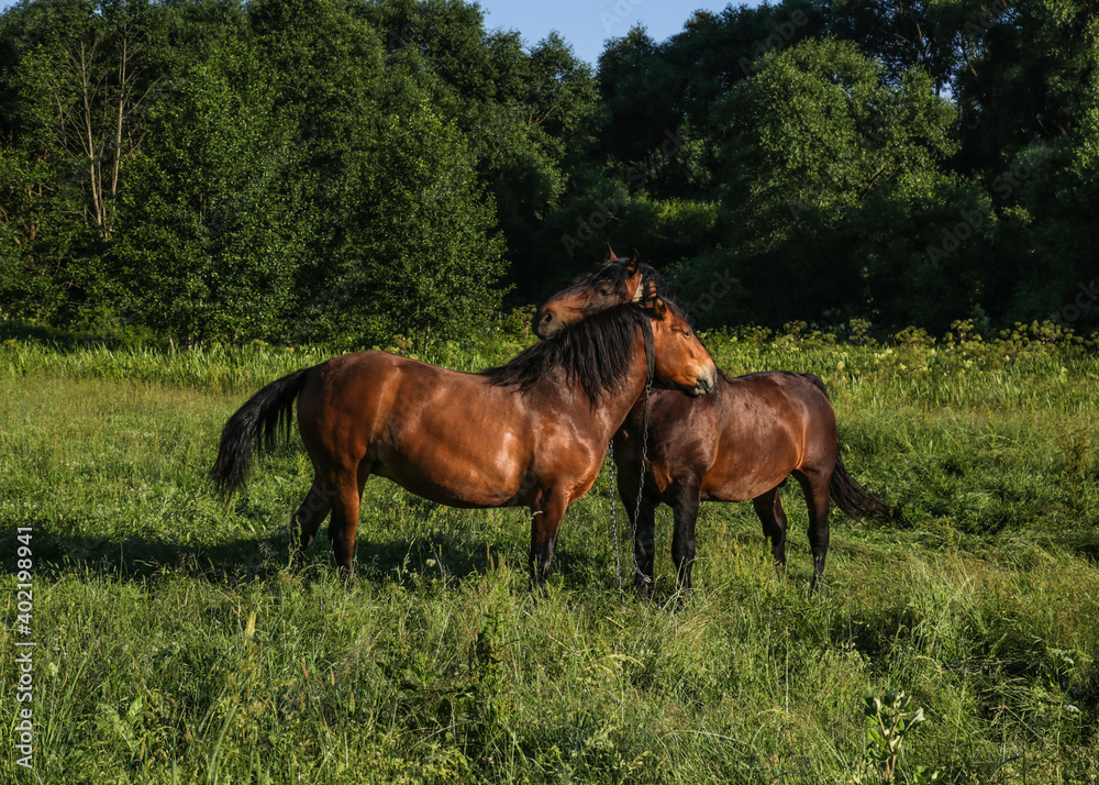 A couple of horses. tender relationship. Summer, beautiful time. Agroculture, ecology. A couple of horses. tender relationship. Summer, beautiful time. Agroculture, ecology.