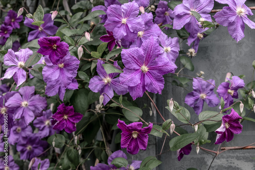 Beautiful purple clematis flowers