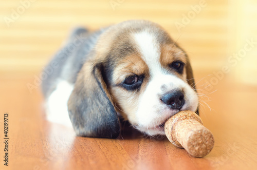 beagle puppy © Roman Gorielov