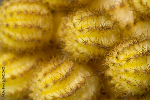 Notocactus magnificus Cactus.Yellow flower with close up photo