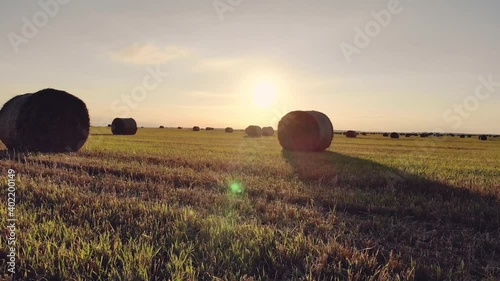 Wheat field after harvesting straw bales at sunset. Rural nature on the farm. Natural countryside landscape. Summer field with rolls of hay at sunset, countryside.