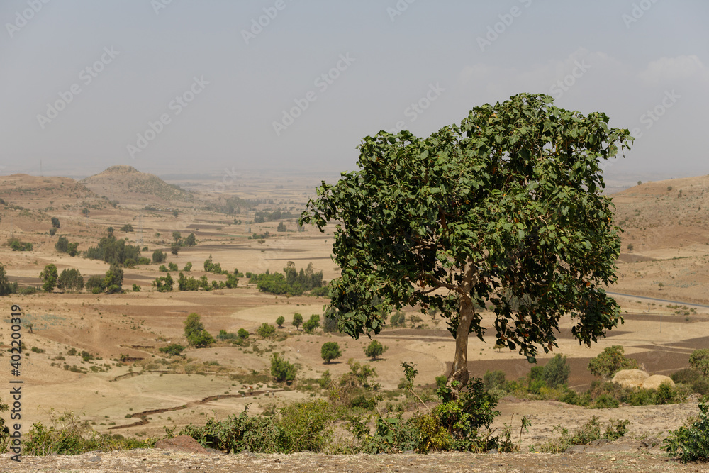 a tree that stands out on a dry desert landscape in Ethiopia