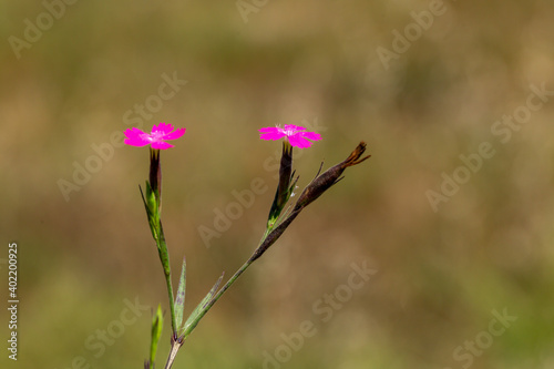 An amazing photo of maiden pink (in Latin Dianthus deltoides). The flower's native to most of Europe and western Asia. This photo is from Turkey where is so wealthy about the species of plants.