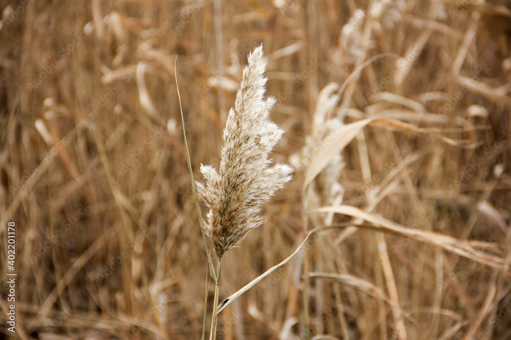 Fototapeta premium Dry reed on the lake, reed layer, reed seeds. Golden reed grass, pampas grass. Abstract natural background. Beautiful pattern with neutral colors. Minimal, stylish, trend concept.