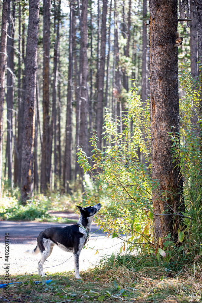 Border collie blue heeler mix chasing a squirrel up a tree