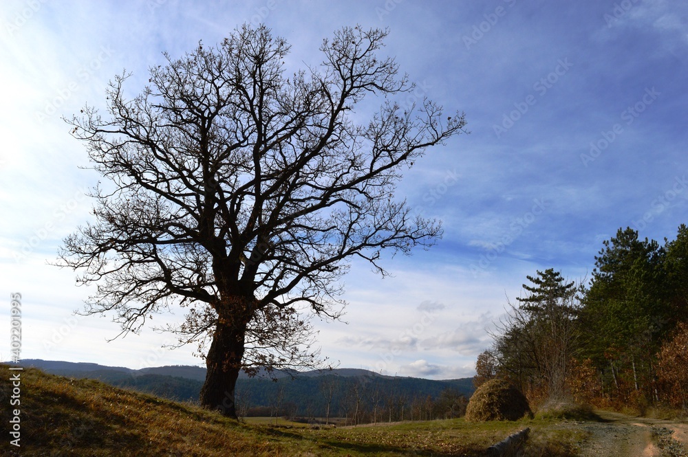 a large tree in a meadow in autumn without leaves
