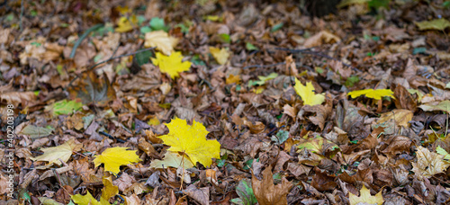Background - fallen leaves autumn