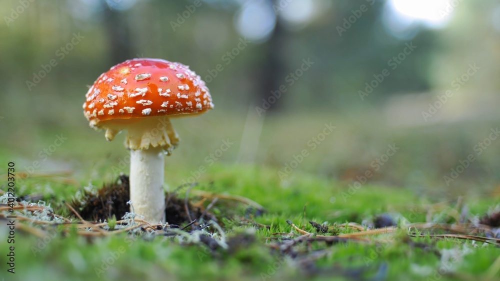 Red Fly Agaric Amanita Muscaria Poisonous Mushroom in Autumn Forest Close-Up Red Fly Agaric Amanita Muscaria Poisonous Mushroom in Autumn Forest Close-Up