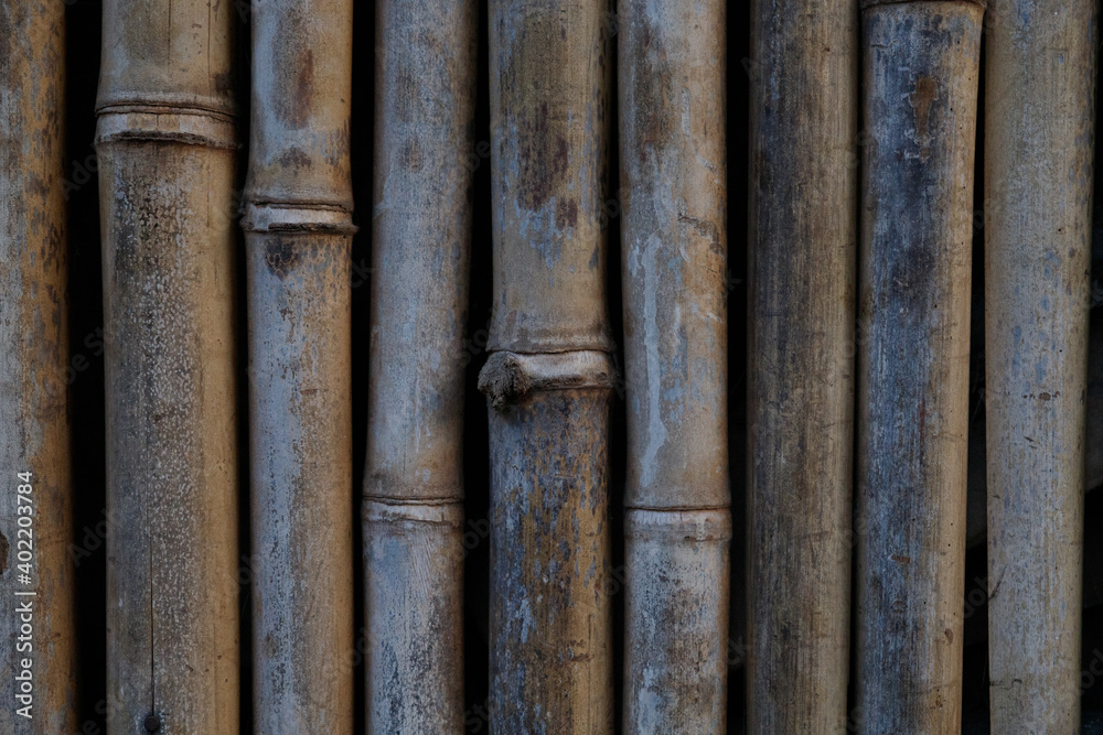 a close-up of a bamboo tree fence you can see the diversity of each tree