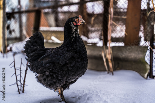 Close up of black chicken walking near fence in garden in wintertime.