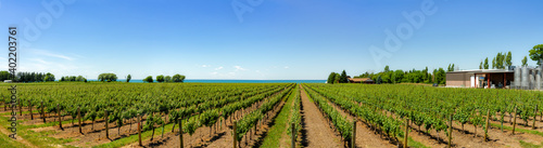 Vineyard on tha lake shore of Niagara on the lake