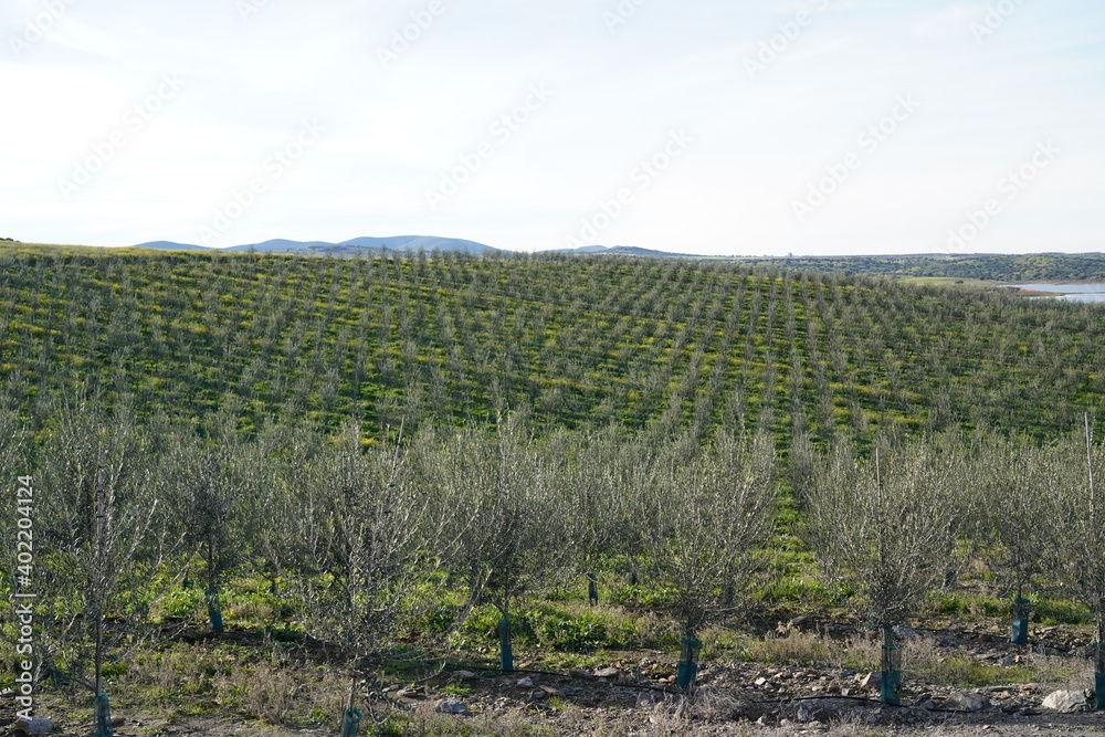 Extensive young olive trees in the plains of Extremadura, Spain.