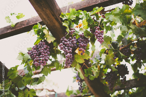 Εκτύπωση καμβά a grapevine with fresh grapes on a wooden trellis