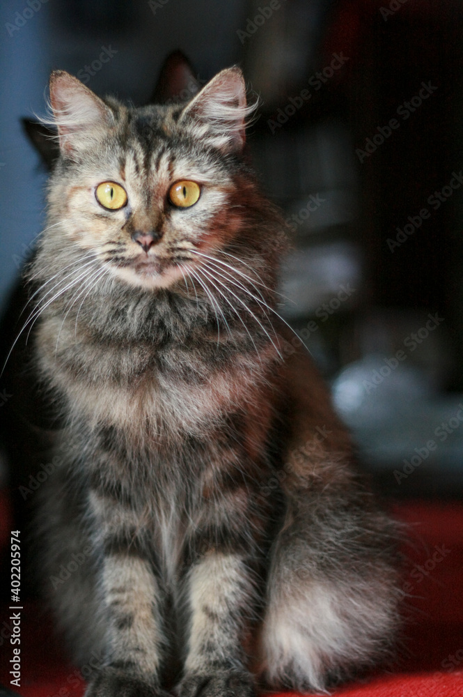 portrait of a cat portrait of a cat