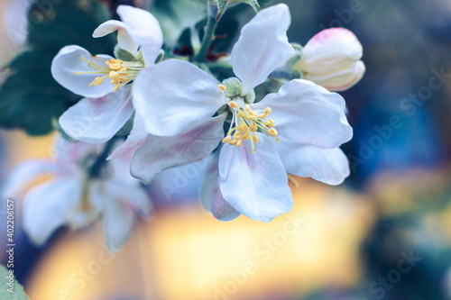 Beautiful white apple blossom flowers in spring time. Background with flowering apple tree. Inspirational natural floral spring blooming garden or park. Flower art design. Selective focus.
