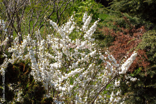 Obraz na płótnie Perfect reflection of the white color of the flower known as prunus glandulosa a