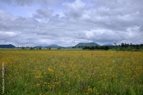 Campo de flores en valle