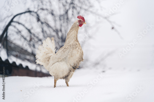 Close up of white dirty chicken walking on roof in garden in wintertime.