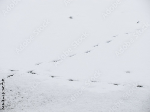 Traces of birds on the white snow in the winter. Traces of pigeon.