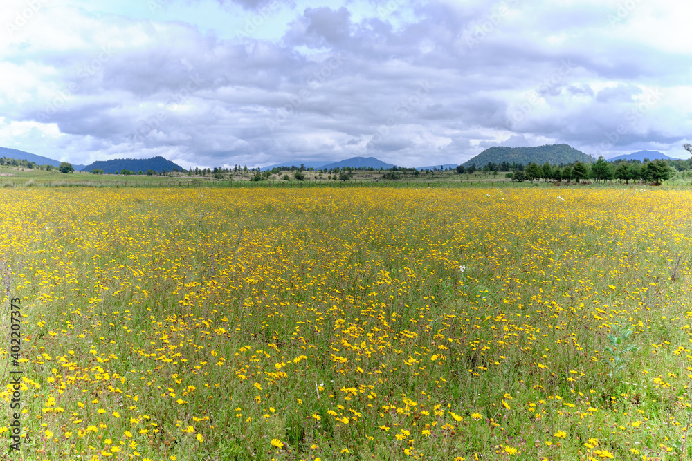 Campo de flores en valle