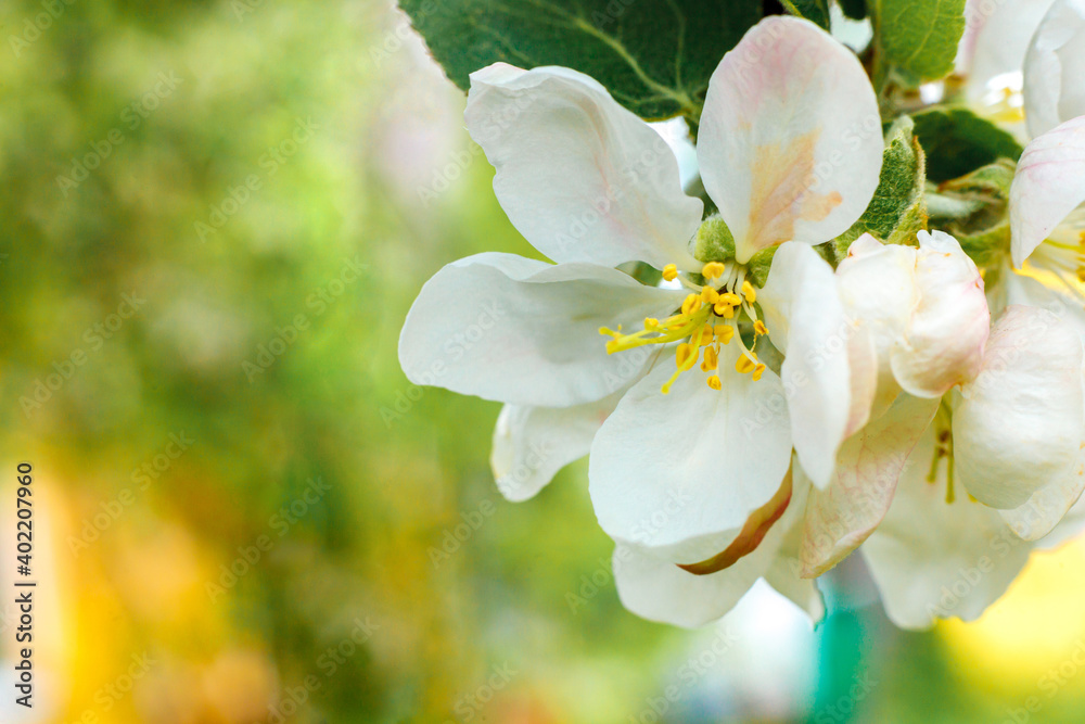 Beautiful white apple blossom flowers in spring time. Background with flowering apple tree. Inspirational natural floral spring blooming garden or park. Flower art design. Selective focus.