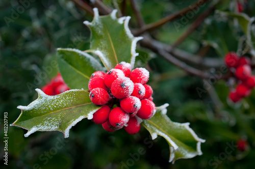 Holly berry tree frozen in closeup macro view
