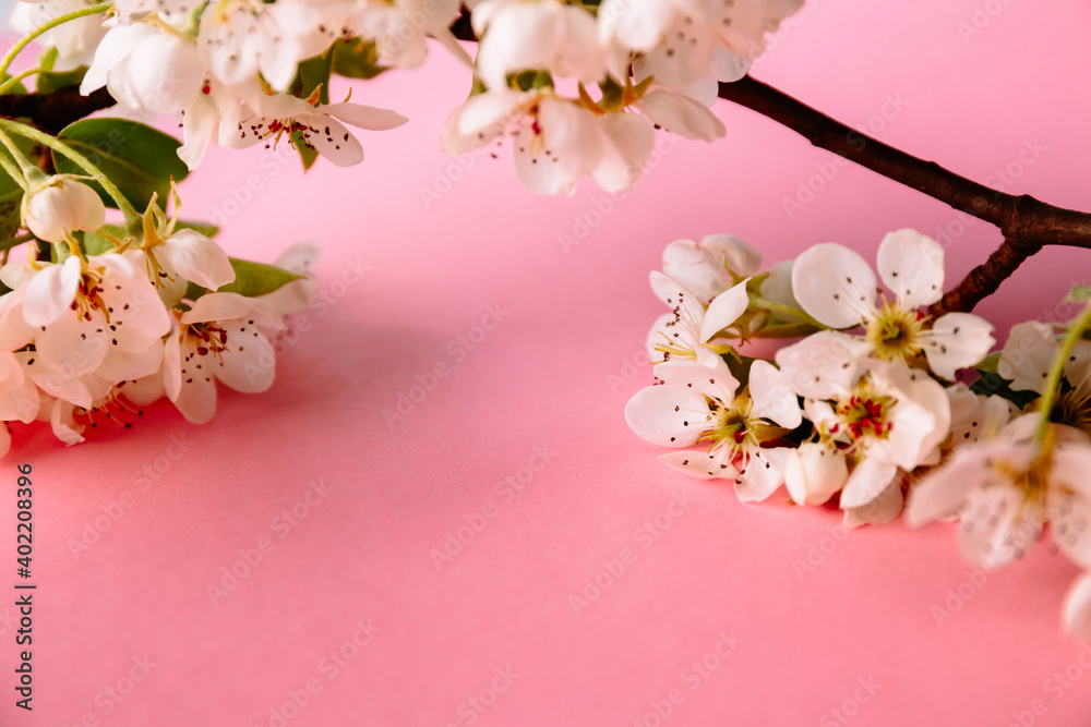 Spring white sprig of blooming cherry or apple on a pastel pink background. Banner on the theme of spring holidays with copy space. Backdrop for a billboard. Light romantic and sophisticated aroma