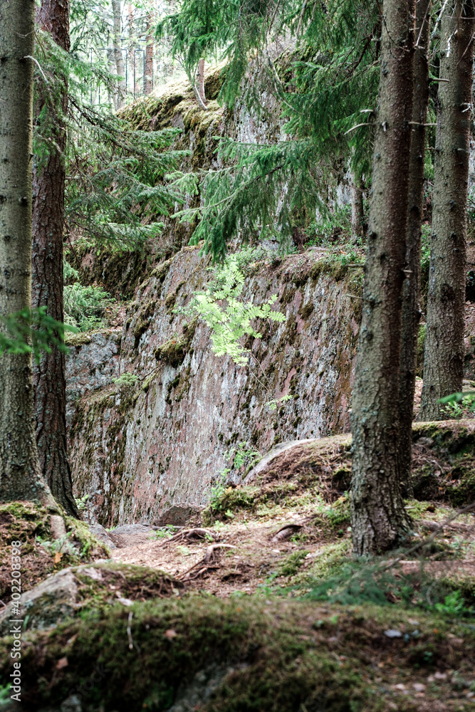 Fototapeta premium path in the forest