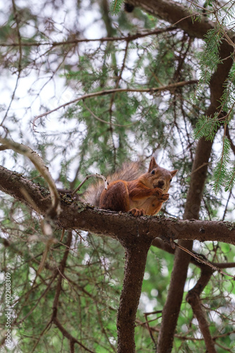 squirrel on a tree © Василий Косарев