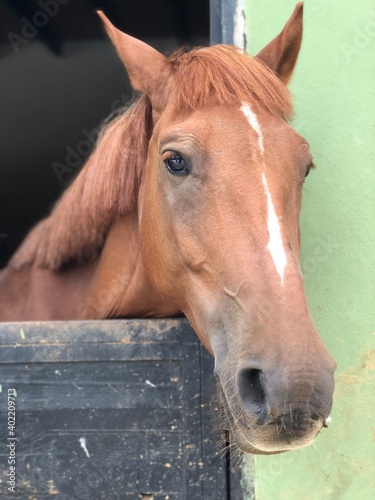 brown horse portrait