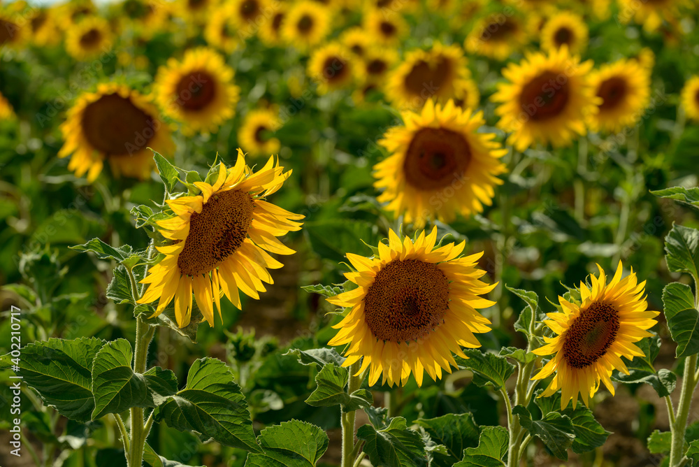 sunflower fields, South Moravia, Czechia