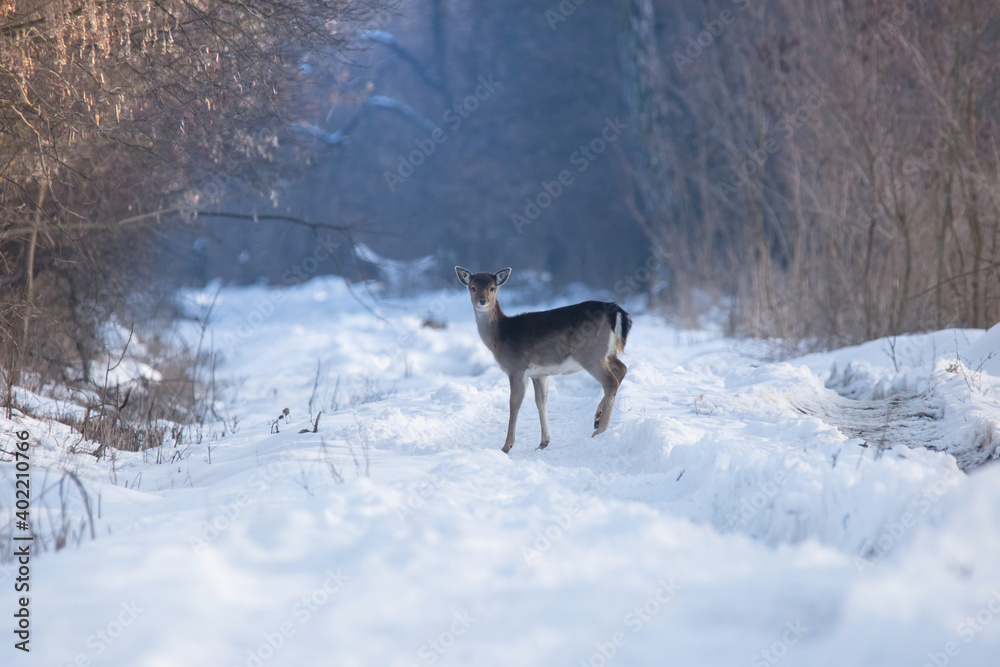Wild deer (dama dama) in winter landscape, in the forest Wild deer (dama dama) in winter landscape, in the forest