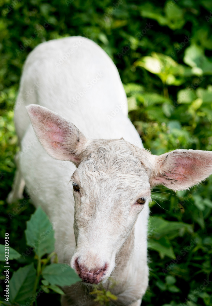 Fototapeta premium White Deer Portrait