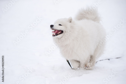 Samoyed white dog is running on snow outside