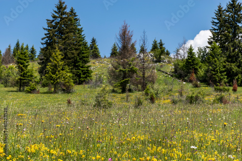 meadow in the mountains