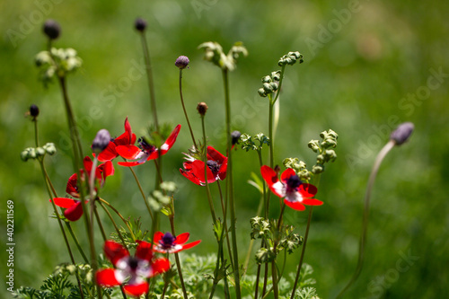 Beautiful, close up picture of red poppy flowers in front of a green background. Poppy flower is from the Papaveraceae family and it is native to Southern California.
