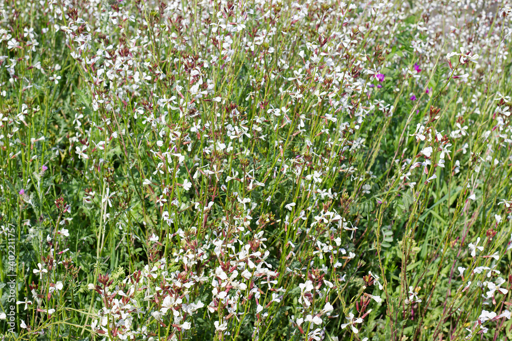 campo de flores blancas con forma de cruz de rabanillo