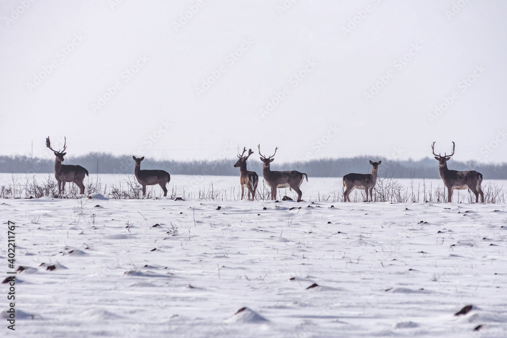 Group of wild deer (dama dama) in winter landscape, on the field outside the forest Group of wild deer (dama dama) in winter landscape, on the field outside the forest