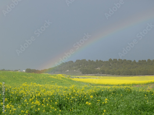 lluvia de primavera sobre cultivos de colza. el arcoiris destaca sobre los cerros entre las nubes.