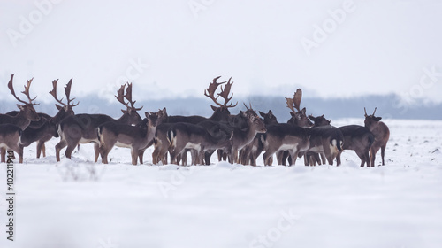 Fototapeta Naklejka Na Ścianę i Meble -  Group of delicate wild deer (dama dama) in winter landscape, on the field outside the forest. Selective focus