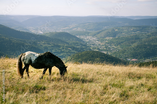 Un poney marron et blanc broute de l herbe au sommet d une montagne au Ballon d Alsace  avec de la place pour   crire 