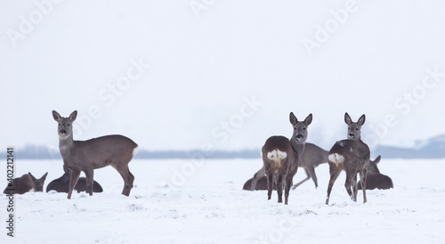 Fototapeta Naklejka Na Ścianę i Meble -  Group of delicate wild deer (dama dama) in winter landscape, on the field outside the forest. Selective focus